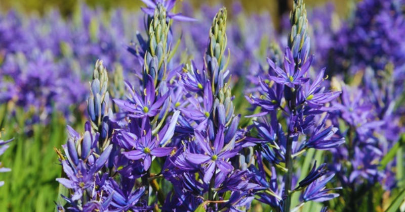 Camassia Camassia